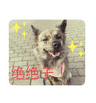 犬が話すネットスラング 改（個別スタンプ：7）