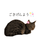 チャトくんとビビちゃん（個別スタンプ：3）