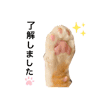 チャトくんとビビちゃん（個別スタンプ：8）