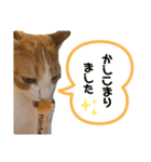 チャトくんとビビちゃん（個別スタンプ：9）