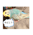 動物シリーズ バイ琉（個別スタンプ：12）