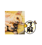 ミリコア（個別スタンプ：8）
