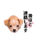 ミリコア（個別スタンプ：24）