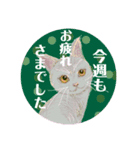 大人可愛シックな子猫達②丁寧で便利な敬語（個別スタンプ：1）