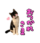 チョビナナ（個別スタンプ：2）