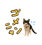 チョビナナ（個別スタンプ：5）