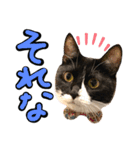 チョビナナ（個別スタンプ：7）