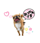 ぽんかぼスタンプ（個別スタンプ：13）