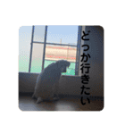 ペットで代弁③（個別スタンプ：2）