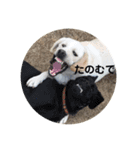 ペットで代弁③（個別スタンプ：7）