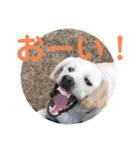 ペットで代弁③（個別スタンプ：9）