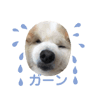 ペットで代弁③（個別スタンプ：14）