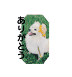 ペットで代弁③（個別スタンプ：15）