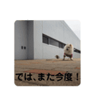 ペットで代弁③（個別スタンプ：16）