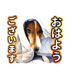 ジャックラッセルテリア ♡ 敬語 ♡友犬02（個別スタンプ：1）