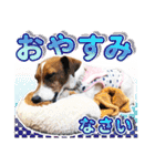 ジャックラッセルテリア ♡ 敬語 ♡友犬02（個別スタンプ：4）