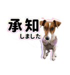 ジャックラッセルテリア ♡ 敬語 ♡友犬02（個別スタンプ：8）