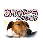 ジャックラッセルテリア ♡ 敬語 ♡友犬02（個別スタンプ：10）