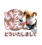 ジャックラッセルテリア ♡ 敬語 ♡友犬02（個別スタンプ：14）