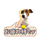 ジャックラッセルテリア ♡ 敬語 ♡友犬02（個別スタンプ：15）