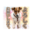 ジャックラッセルテリア ♡ 敬語 ♡友犬02（個別スタンプ：16）