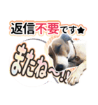 ジャックラッセルテリア ♡ 敬語 ♡友犬02（個別スタンプ：22）