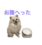 毎日愛犬コロン（個別スタンプ：4）