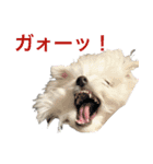 毎日愛犬コロン（個別スタンプ：8）