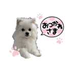 毎日愛犬コロン（個別スタンプ：13）