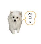 毎日愛犬コロン（個別スタンプ：14）