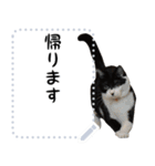 三毛猫と白黒猫のメッセージスタンプ（個別スタンプ：6）