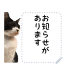 三毛猫と白黒猫のメッセージスタンプ（個別スタンプ：8）