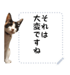 三毛猫と白黒猫のメッセージスタンプ（個別スタンプ：21）