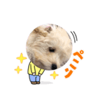 チャロたん（個別スタンプ：2）