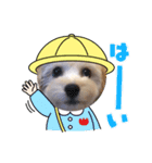 チャロたん（個別スタンプ：4）