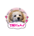 チャロたん（個別スタンプ：6）