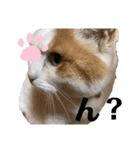 さやかのいえのねこたち（個別スタンプ：4）