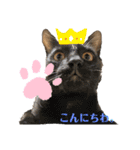 さやかのいえのねこたち（個別スタンプ：7）