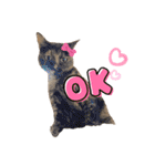 さやかのいえのねこたち（個別スタンプ：8）