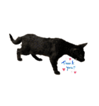 さやかのいえのねこたち（個別スタンプ：9）