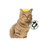 さやかのいえのねこたち（個別スタンプ：13）