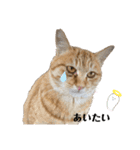 さやかのいえのねこたち（個別スタンプ：15）