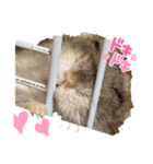 さやかのいえのねこたち（個別スタンプ：17）