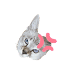 さやかのいえのねこたち（個別スタンプ：19）