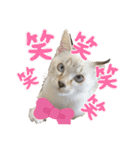 さやかのいえのねこたち（個別スタンプ：21）