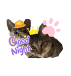 さやかのいえのねこたち（個別スタンプ：22）