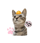 さやかのいえのねこたち（個別スタンプ：23）