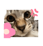 さやかのいえのねこたち（個別スタンプ：24）