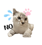 さやかのいえのねこたち（個別スタンプ：26）