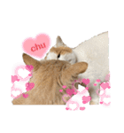 さやかのいえのねこたち（個別スタンプ：30）